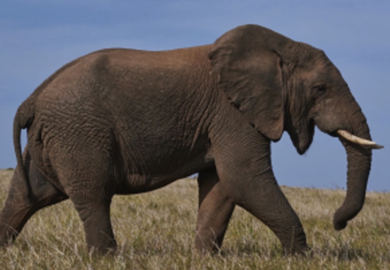 Elephant