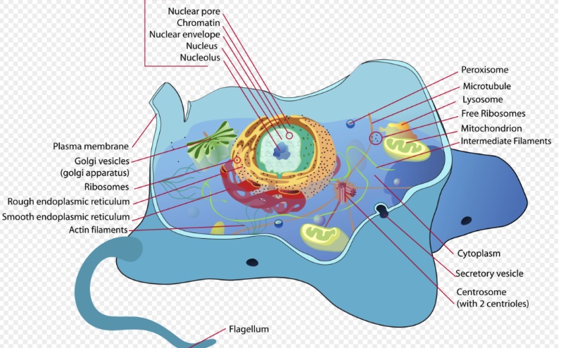 Animal cell structure