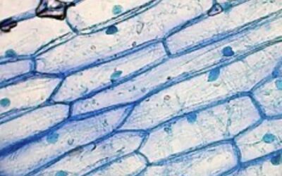 It’s Complicated: What Can We Know About Science?
