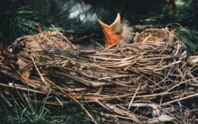 Lessons from a Baby Bird
