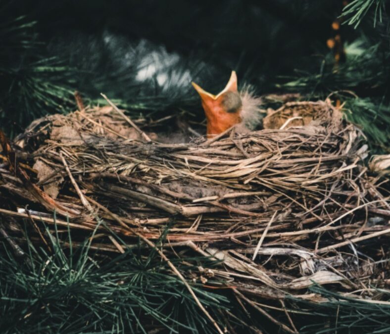 Lessons from a Baby Bird