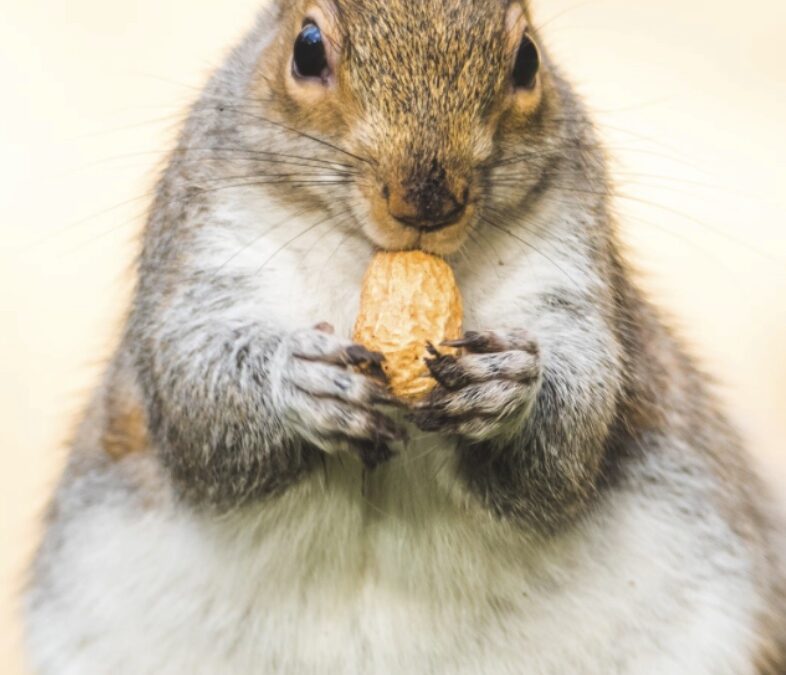 squirrel and acorn