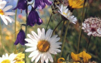 Science by a Scientist: On Allergies