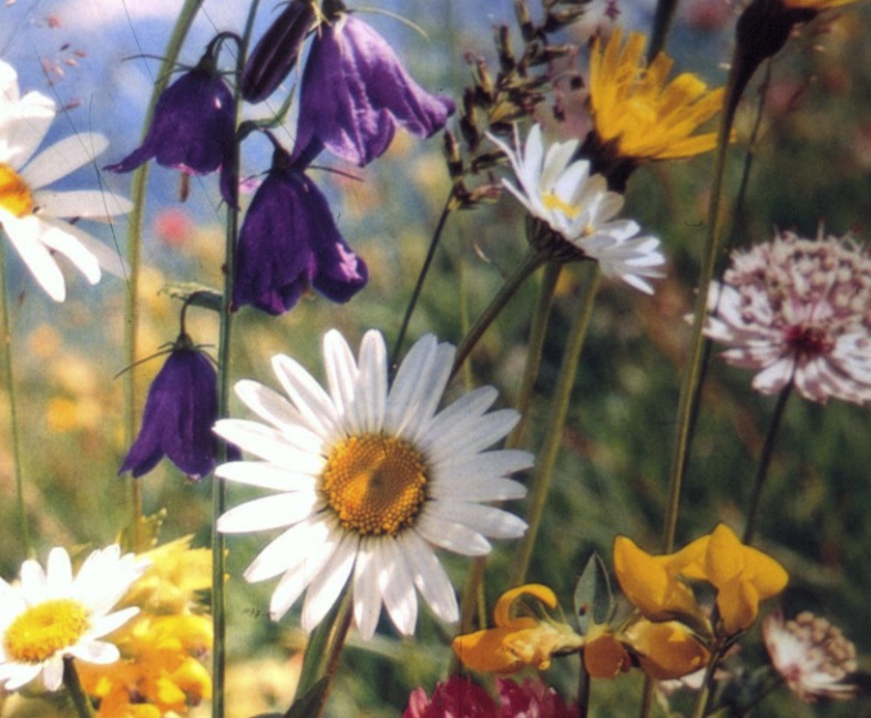 Spring flowers