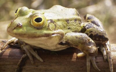 Science by a Scientist: Frogs