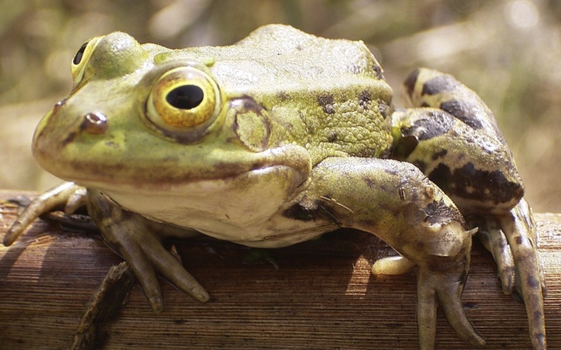 Science by a Scientist: Frogs