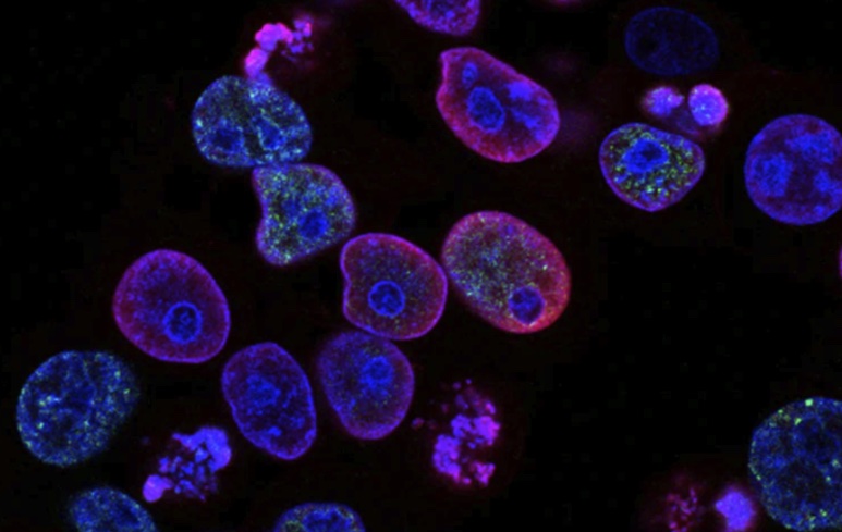 fluorescent cells