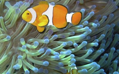 Science by a Scientist: Competition or Cooperation