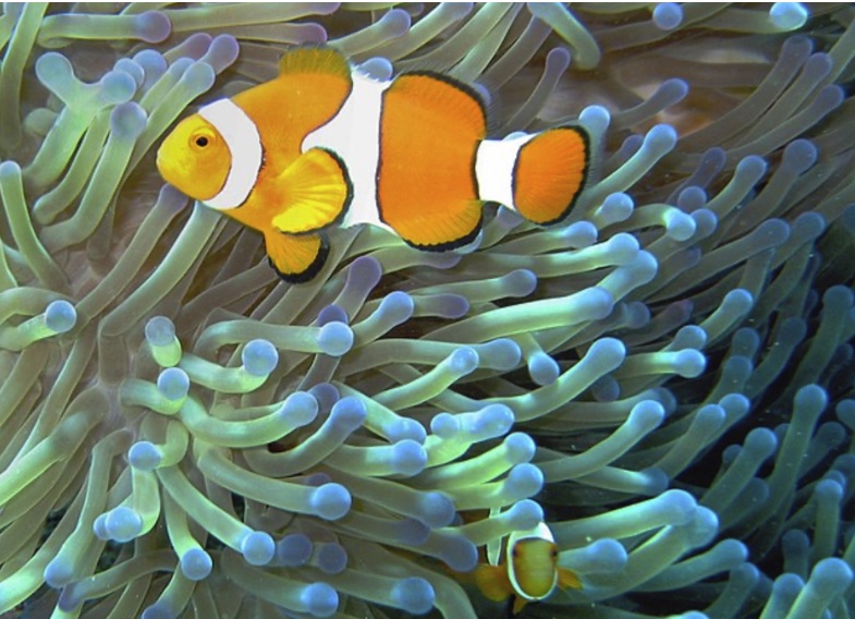 colorful fish